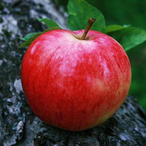 11-114198_desktop-red-apple-fruitss-wallpapers-download-apple-fruit